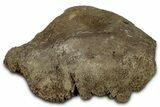 Fossil Tyrannosaur (T rex) Vertebra Section - Wyoming #350395-1